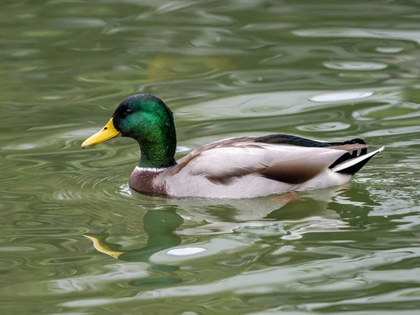Beautiful stunning Mallard duck hanging out in the middle of the lake — Stock Photo, Image