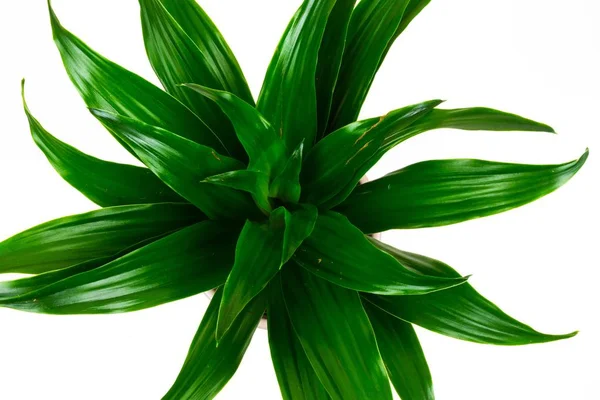Ένα Κοντινό Πλάνο Ενός Όμορφου Πράσινου Φυτού Μπροστά Από Ένα — Φωτογραφία Αρχείου