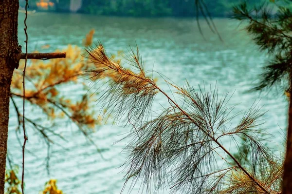 Bela vista dos galhos da árvore com o lago calmo no fundo — Fotografia de Stock
