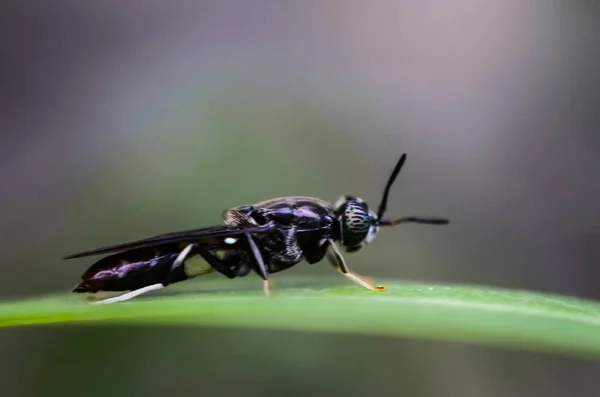 Makroaufnahme Eines Schwarzen Netzflügeligen Insekts Auf Einem Grünen Blatt Mit — Stockfoto