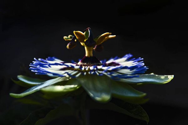 Detailed view of an exotic blue flower with long leaves and a yellow center on a black background Stock Picture