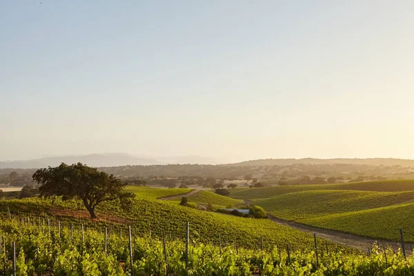 Kalifornische Weinberge in Santa Barbara — Stockfoto