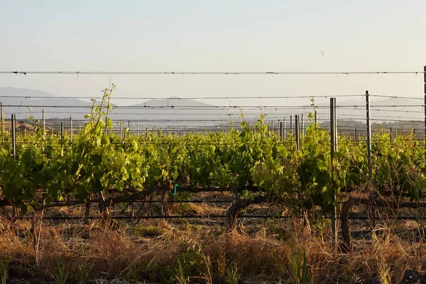 Vigneti della California a Santa Barbara — Foto Stock