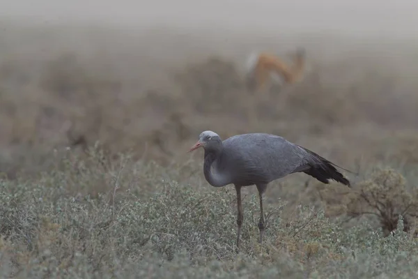 Uma Foto Foco Seletiva Ibis Meio Campo Coberto Grama — Fotografia de Stock