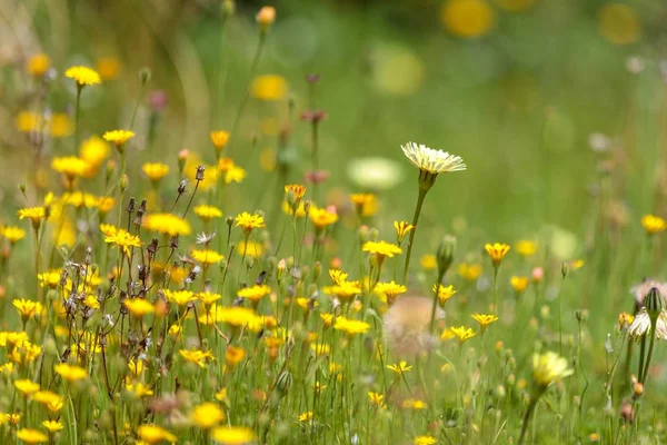 Gyönyörű mező százszorszép virágok - nagy a természetes tapéta — Stock Fotó