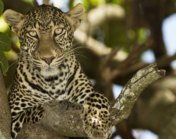 Magnífico Leopardo Africano Descansando Galho Árvore Meio Selva — Fotografia de Stock