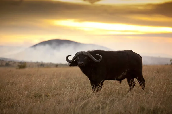 Gran Búfalo Negro Campo Cubierto Hierba Con Puesta Sol Fondo — Foto de Stock