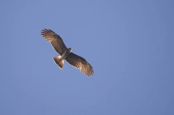 Tiro de ângulo baixo de um falcão de cauda vermelha voador abaixo do céu azul - conceito de liberdade e poder — Fotografia de Stock