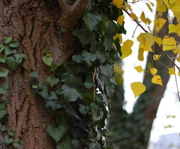 在背景模糊的公园里，黄绿相间的树叶掩映在树枝上 — 图库照片