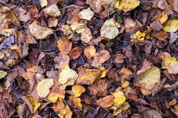 Alto angolo colpo di foglie cadute autunno asciutto a terra — Foto Stock