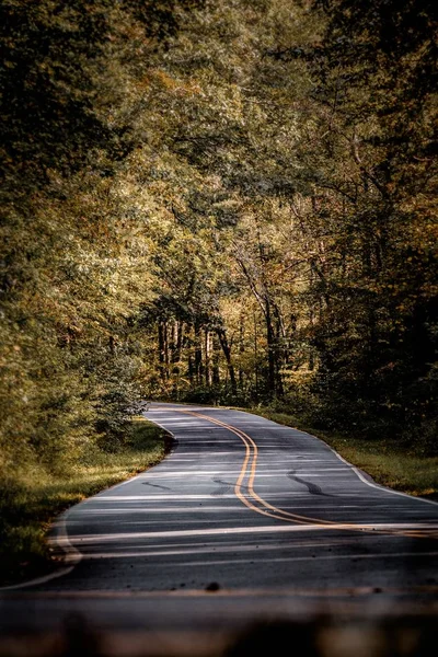 Een Verticaal Schot Van Een Straat Omringd Door Een Herfst — Stockfoto