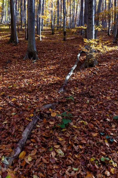 Vertikale Aufnahme eines Waldes mit auf den Boden gefallenen Blättern auf dem Berg Medvednica im Herbst — Stockfoto