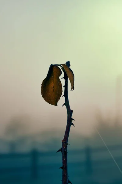 Вертикальный Снимок Сухого Тернового Растения Размытом Фоне — стоковое фото