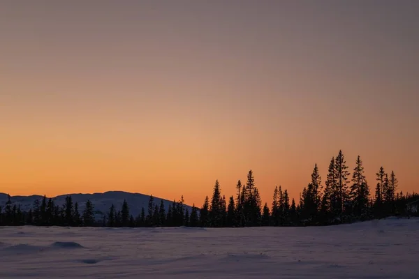 雪に覆われた畑の風景で、日没時に背景には森のシルエットがあります。 — ストック写真