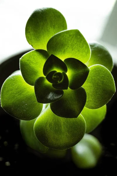 선명하게 선택적으로 아름다운 에체베리아 식물을 — 스톡 사진