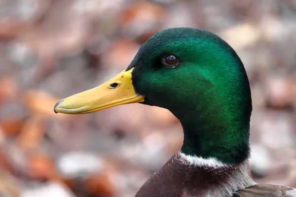 Primer plano de un pato verde con un pico amarillo en un parque durante el otoño con un fondo borroso —  Fotos de Stock