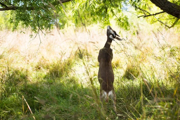 Capra bruna in un campo erboso in piedi sui piedi posteriori mangiando foglie d'albero — Foto Stock