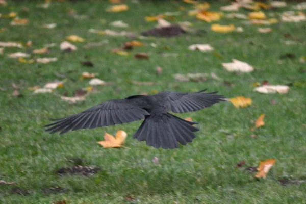 Grande pássaro preto voando em um jardim cercado por vegetação e folhas secas — Fotografia de Stock