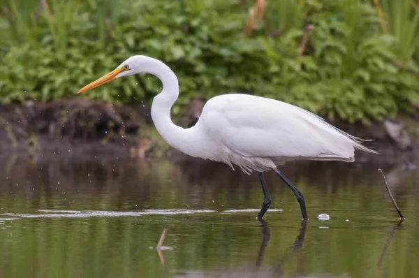 Grande aigrette blanche marchant dans un lac avec un fond d'écran naturel flou — Photo