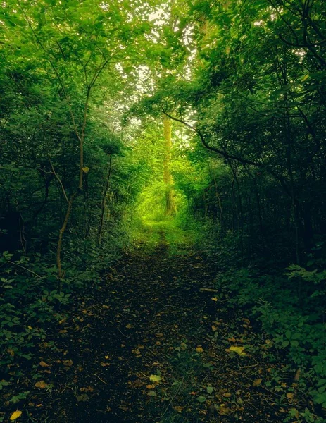 Vacker natur på en smal stig i skogen omgiven av vackra gröna träd — Stockfoto