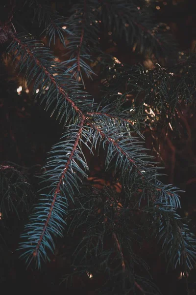 松の木の美しい緑の枝の閉鎖ショット — ストック写真