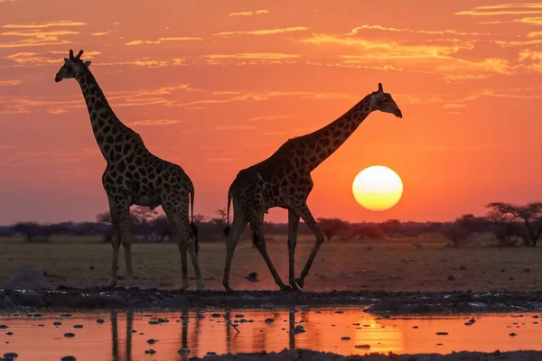 Giraffen bij zonsopgang — Stockfoto