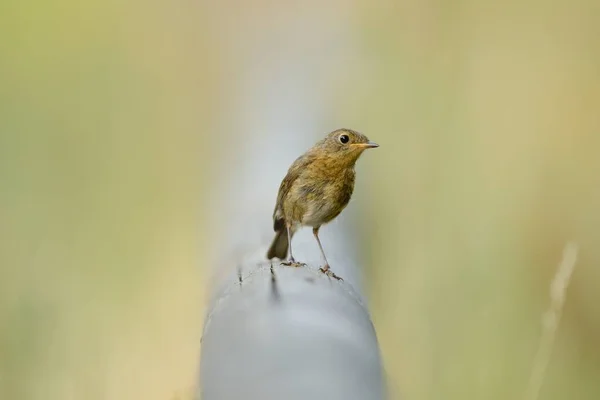 Selektivní zaostření záběr krásného ptáka sedícího na trubce mezi zelenou trávou — Stock fotografie