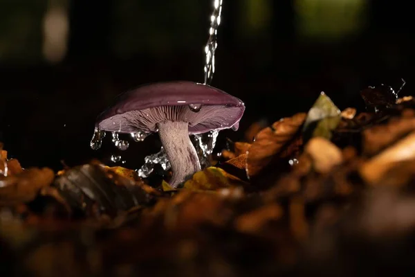 在秋天的森林中长在蘑菇上的有选择的水花镜头 — 图库照片