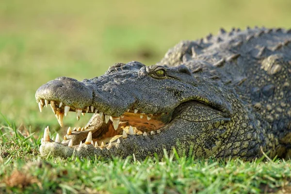 Gros plan d'un crocodile à bouche ouverte sur fond flou — Photo