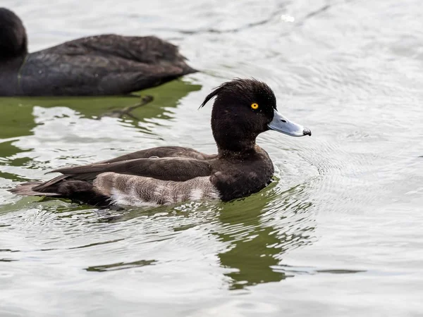 Mise au point sélective d'un canard noir et blanc avec des yeux expressifs suspendus dans le lac — Photo