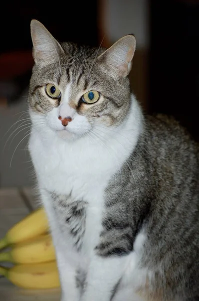 Svislý Záběr Nadýchané Vnitřní Kočky Hledící Fotoaparátu Očima Dokořán Otevřenýma — Stock fotografie