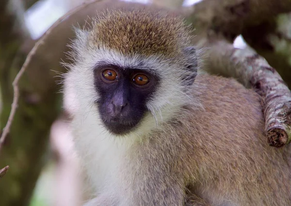 Close-up shot van een langur aap tussen de takken van een boom — Stockfoto
