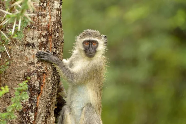 Szelektív fókusz felvétel egy aranyos majom fatörzsön az afrikai dzsungelben — Stock Fotó