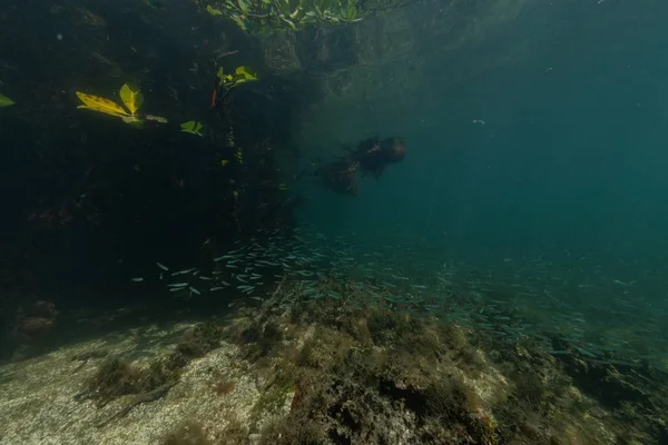 Bela paisagem do misterioso mundo subaquático em Bonaire, Caribe — Fotografia de Stock