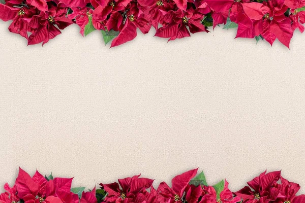 Poinsettia flower frame on the top and the bottom over a white surface - great for framing a picture — Stock Photo, Image