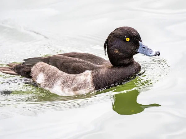 Captura selectiva de enfoque de un pato blanco y negro con ojos expresivos colgando en el lago — Foto de Stock