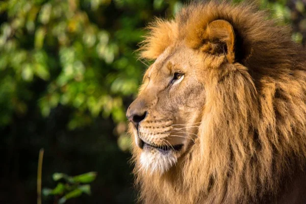 Closeup of the side profile of a lion in Pittsburgh surrounded by greenery with a blurry background