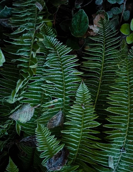 Primer Plano Helechos Jardín Rodeado Vegetación Bajo Luz Con Fondo —  Fotos de Stock