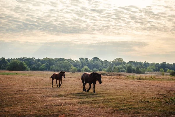 Hermosa vista de dos caballos negros corriendo en un campo bajo el cielo nublado —  Fotos de Stock