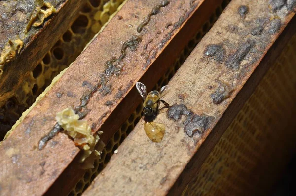 Крупним планом знімок працьовитих бджіл, що створюють смачний стілець у вулику — стокове фото