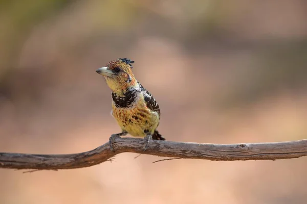 Selektive Fokusaufnahme eines exotischen Vogels auf dem Ast eines Baumes — Stockfoto