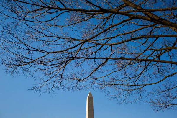 Niski kąt ujęcia gałęzi drzew i Washington Monument pod czystym niebem — Zdjęcie stockowe