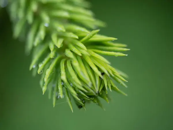 숲 한 가운데에서 자라고 있는 초록빛 식물의 선택적 초점을 클로즈업 — 스톡 사진