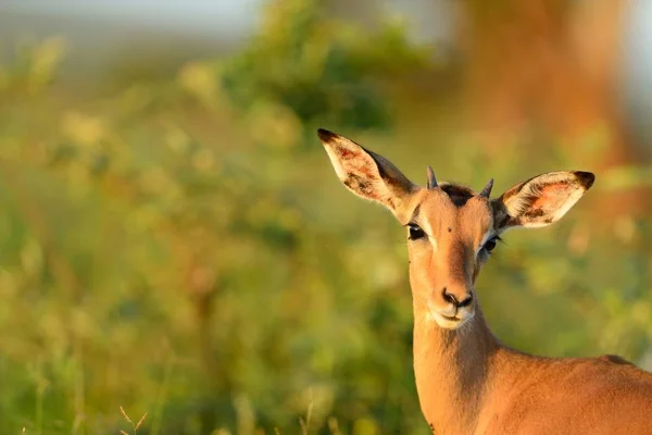 Selektivní zaostření záběr krásné jelena chyceného v afrických džunglích — Stock fotografie
