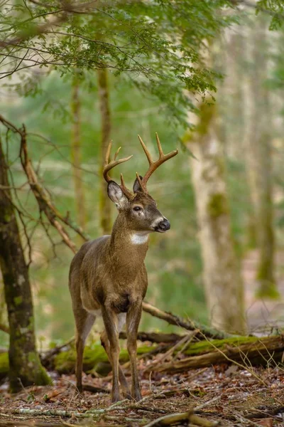 Pionowe ujęcie pięknego jelenia stojącego w lesie z zamazanym tłem — Zdjęcie stockowe