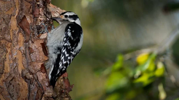 Downy Woodpecker Dryobates Pubescens Κατά Διάρκεια Της Χρυσής Ώρας — Φωτογραφία Αρχείου