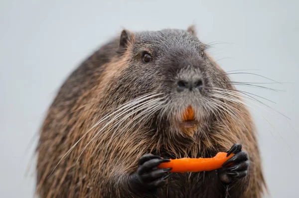 Gros Plan Castor Mangeant Des Fruits Avec Fond Flou — Photo