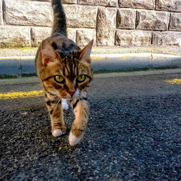 Gündüz Vakti Sokakta Sevimli Kahverengi Bir Kedi Yavrusu — Stok fotoğraf