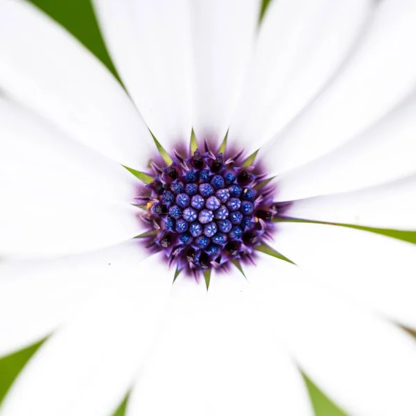 Una Macrofotografía Una Flor — Foto de Stock