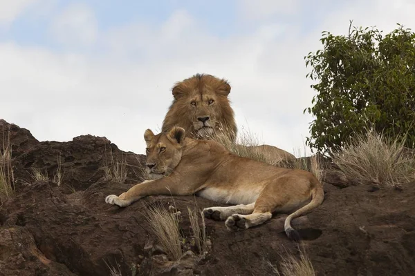 Hermoso León Leona Descansando Una Colina Fangosa Junto Los Árboles —  Fotos de Stock